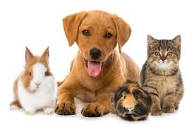 What is the most popular pet sitting App?