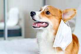 What are signs of upper respiratory infection in dogs?